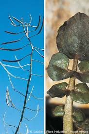 Image result for Nasturtium microphyllum