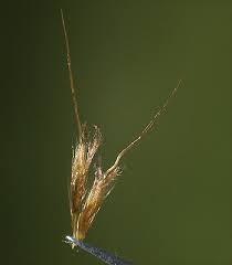 Image result for Eulalia polyneura