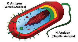 Coli (stec) after the toxin that they produce. E Coli Food Poisoning About E Coli