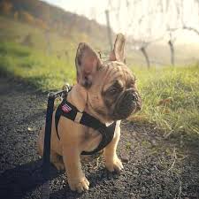 Can T Walk Anymore Mum Bulldog Puppies Fawn French Bulldog Cute Animals