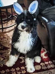 Search anything about wallpaper ideas in this website. Answers Pet Food Answerspetfood Twitter