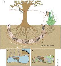 But while the cicadas have prime number life cycle such as 7 or 11. Scenario Of Sample Formation A Life Cycle Of An Extant Cicada The Download Scientific Diagram