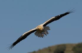 Your egyptian flying vulture stock images are ready. Over 900 Migratory Egyptian Vultures Observed In Turkey During One Month Vulture Conservation Foundation