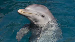 Bottlenose Dolphin