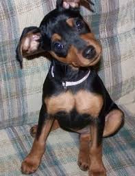 Miniature Pinscher Dog Breed Information And Pictures