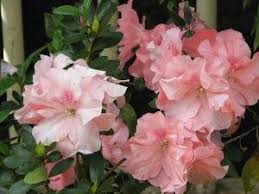 Pin On Gardening