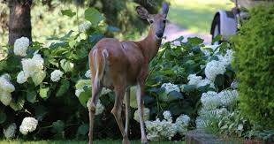 What cut flowers do deer not eat. Do Deer Eat Hydrangeas Or Are You Creating A Deer Buffet World Deer