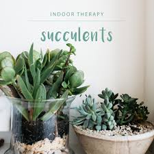 Indoor Therapy Garden Center Winter Plants Succulents