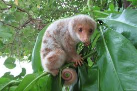 Westpapua On Twitter Cute Animals Animal Pictures Animals Wild