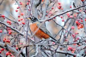 Cette expression signifie que quelqu'un ou quelque chose est très bien organisé. Carnet Naturaliste Regle Comme Du Papier A Musique