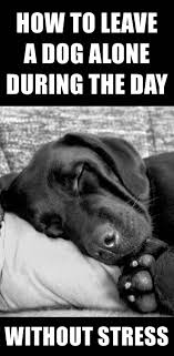 8 Simple Tips To Leave Your Dog Happy Home Alone Dogs Dog Training Dog Care