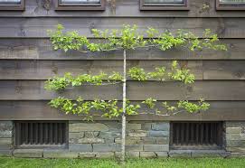 Unlike an open canopy tree, penhallegon said, an espalier must be pruned several times during the growing season in order to keep in control. Espalier Fruit Trees How To Espalier Apple Trees Flower Magazine