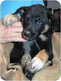 Our puppies are suited for sar, cadaver, hrd, bomb/drug detection, personal/property. Charlottesville Va German Shepherd Dog Meet Eve A Pet For Adoption