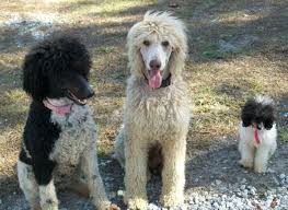 Craigslist allows you to charge a small rehoming fee, but many times your ads will simply be flagged and removed. Akc Ckc Double Registered Standard Poodle Puppies In Richlands North Carolina Hoobly Classified Poodle Puppy Standard Poodle Puppy Poodle Puppies For Sale
