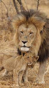 Volunteer With Via Volunteers In South Africa And Check Out Our Gorgeous Babies In The Wild Https Www Viavolunteers Com Lio Animals Beautiful Animals Lions