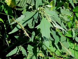Image result for Chenopodium olukondae