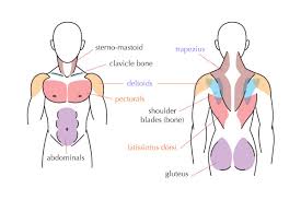 This is a table of skeletal muscles of the human anatomy. Human Anatomy Fundamentals Muscles And Other Body Mass