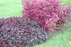 Alternanthera is a genus of flowering plants in the family amaranthaceae. Little Ruby And Alternanthera Brazilian Red Hot Groundcover Shrub Full Pt Sun Excellent Component Plant For Weaving In Out Amo Josephs Coat Plants Garden