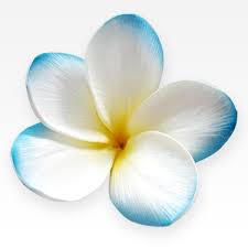 Sky Blue Real Touch Frangipani Flower Head Plumeria Flowers Frangipani Flowers
