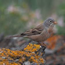 Image result for Buchnera nigricans