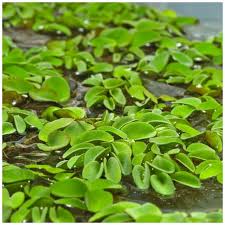 Image result for Salviniaceae