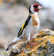 Saka Kanarya Saka Carduelis Carduelis Saka Kusu Facebook