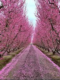 Blossom Trail Fresno Ca Cool Things To Buy Best Buy Hours Blooming Flowers