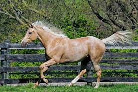 How Fast Do Thoroughbreds Run Is It The Fastest Best Horse Rider