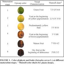 physiological maturity of seeds and colorimetry of fruits of