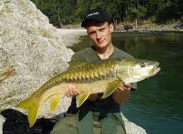 Ikan Kelah Ikan