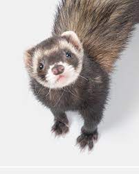 180 My Ferrett Ideas Cute Ferrets Ferret Pet Ferret