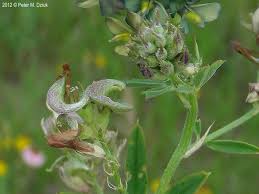 Image result for Medicago sativa