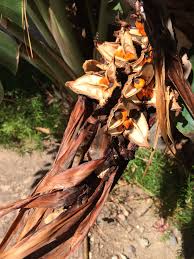 Propagation Bird Of Paradise Rhizome Giant Bird Of Paradise Seeds I Got Them From My Backyard Had Not Seen Them Before Maybe Because I Disposed Of The Flowers Birds Of Paradise Plants Flowers
