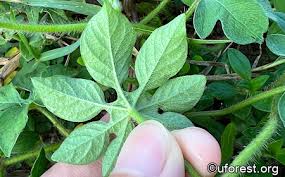 Image result for Ipomoea pes-tigridis