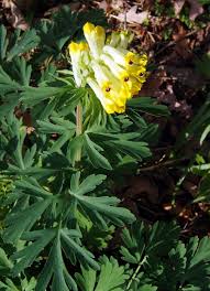 Image result for Corydalis mildbraedii