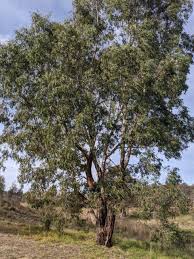Image result for Eucalyptus camaldulensis