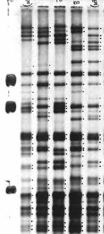 Dna fingerprinting is also used to establish paternity. Nemo Mml 1701 Scotty Mml 1772 Fetch Mml 1781 Stormy Mml 1802 Plato Mml 1804 Odie Mml 1811 Pdf Free Download