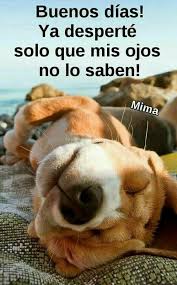 Bonitas imágenes de buenos días grupo de Whatsapp con frases graciosas  divertidas y memes chistoso… | Buenos dias perros, Imagenes de buenos,  Saludos de buenos dias