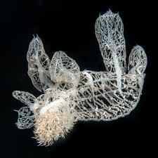 Image result for Melinis ambigua