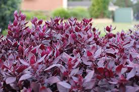 Great for garden beds, containers and patio pots. Little Ruby Alternanthera Hedge
