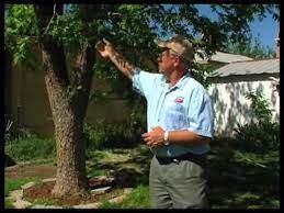 How To Keep Pecan Trees Healthy Youtube