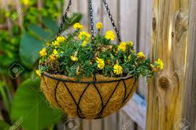 Select from premium hanging basket of flowers of the highest quality. Hanging Basket Of Yellow Flowers Stock Photo Picture And Royalty Free Image Image 75370772