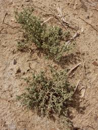 Image result for Cressa cretica