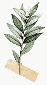 Gratis untuk komersial tidak perlu kredit bebas hak cipta. Tropical Leaves With Tape Transparent Png Premium Image By Rawpixel Com Adj Bunga Vintage Ilustrasi Daun Bunga Kering