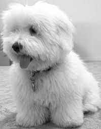 Black And White Coton De Tulear Puppies For Sale Coton De Tulear Belonging To Project Runway S Producer Director From Absolutely Beautiful Cotons Http Abccot Coton De Tulear Dogs Cute Dogs Cute Animals