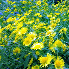 Image result for Chrysanthellum