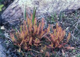 Image result for Nesaea linearis