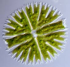 Image result for Micrargeria