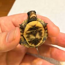 The Box Turtles Clean Up Nicely Sauropod Vertebra Picture Of The Week