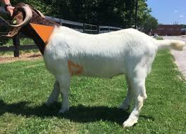 Goats thrown, cut, killed for mohair—help them now! Goat Vaccination Alabama Cooperative Extension System